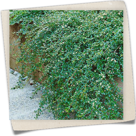 Teppichmispel 'Coral Beauty' Teppichmispel 'Coral Beauty'