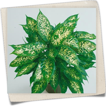 Dieffenbachie 'Compacta' Dieffenbachie 'Compacta'