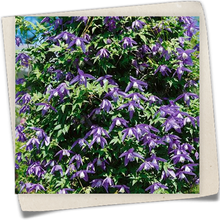 Alpen-Waldrebe Alpen-Waldrebe