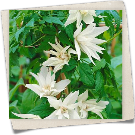 Alpen-Waldrebe 'Albiflora' Alpen-Waldrebe 'Albiflora'