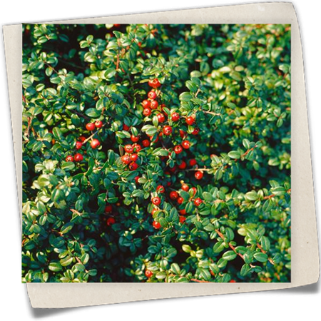 Kriechmispel 'Golden Spring' Kriechmispel 'Golden Spring'