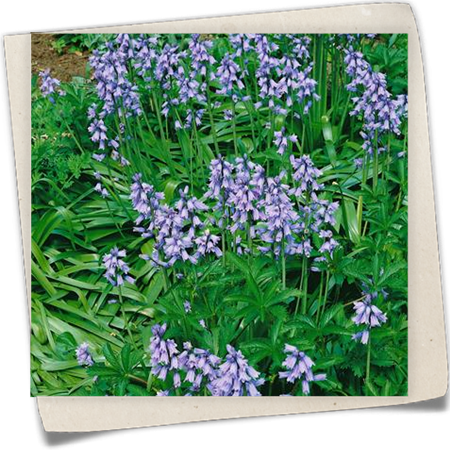 Spanisches Hasenglöckchen Spanisches Hasenglöckchen