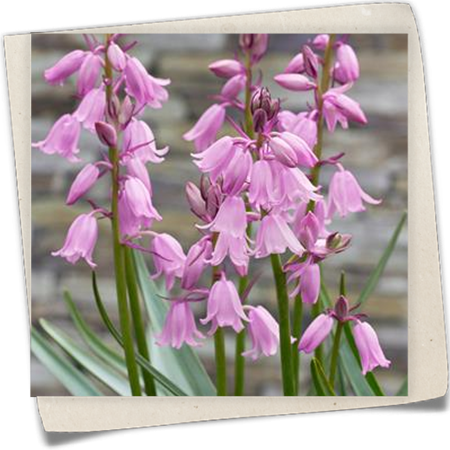 Spanisches Hasenglöckchen Spanisches Hasenglöckchen