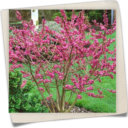 Gewöhnlicher Seidelbast Gewöhnlicher Seidelbast