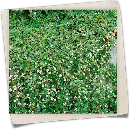 Teppichmispel Teppichmispel