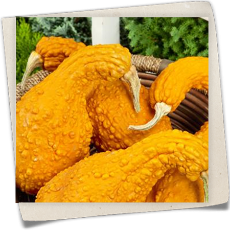 Zierkürbis Zierkürbis