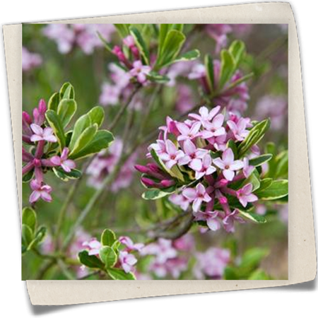 Seidelbast Seidelbast