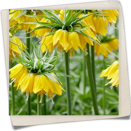 Garten-Kaiserkrone 'Maxima Lutea' Garten-Kaiserkrone 'Maxima Lutea'