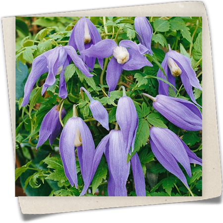 Alpenwaldrebe 'Frances Rivis' Alpenwaldrebe 'Frances Rivis'