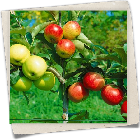 Familienbaum Familienbaum