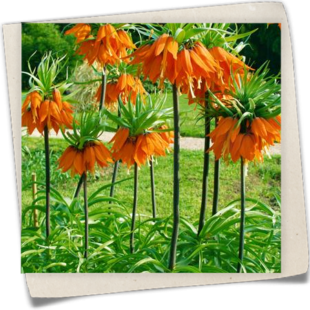 Garten-Kaiserkrone 'Rubra Maxima' Garten-Kaiserkrone 'Rubra Maxima'