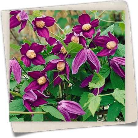 Alpen-Waldrebe 'Octopus'(s) Alpen-Waldrebe 'Octopus'(s)