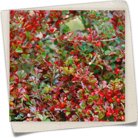 Fächermispel Fächermispel