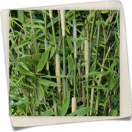 Gartenbambus 'Heart of Darkness'®(s) Gartenbambus 'Heart of Darkness'®(s)