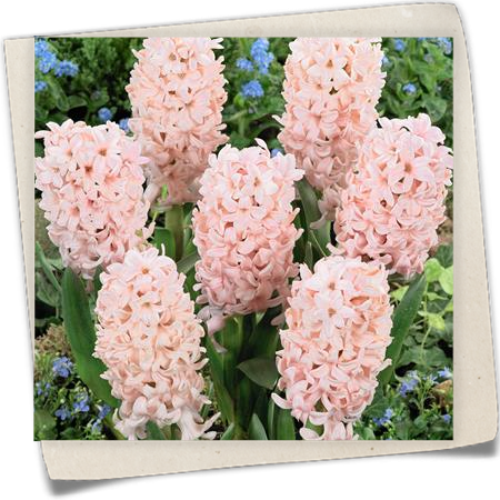 Hyazinthe 'Apricot Passion' Hyazinthe 'Apricot Passion'