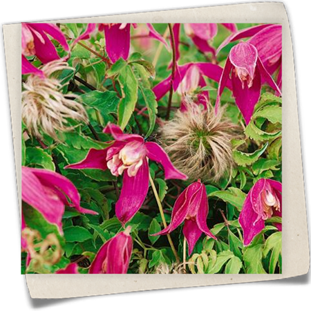 Alpen-Waldrebe 'Ruby' Alpen-Waldrebe 'Ruby'