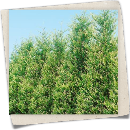 Leylandzypresse Leylandzypresse