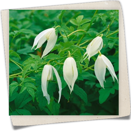 Alpen-Waldrebe 'White Columbine' Alpen-Waldrebe 'White Columbine'