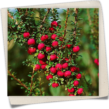 Immergrüne Kissenmispel Immergrüne Kissenmispel