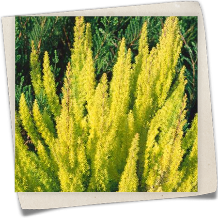 Baumheide 'Albert's Gold' Baumheide 'Albert's Gold'