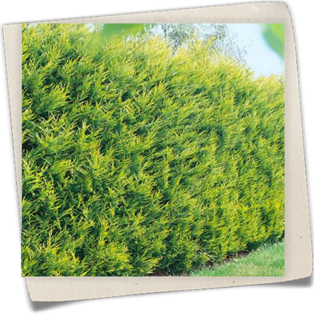 Gelbe Baumzypresse 'Castlewellan Gold' Gelbe Baumzypresse 'Castlewellan Gold'