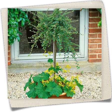 Immergrüne Kissenmispel 'Cochleatus' Immergrüne Kissenmispel 'Cochleatus'