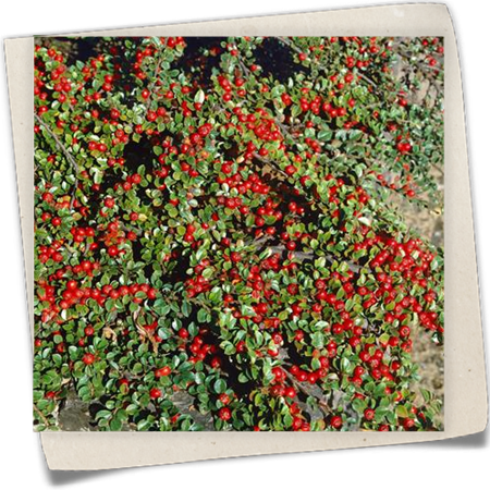 Felsenmispel Felsenmispel