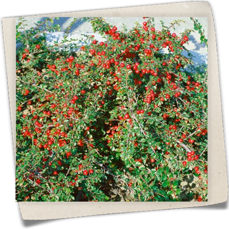 Felsenmispel 'Boer' Felsenmispel 'Boer'