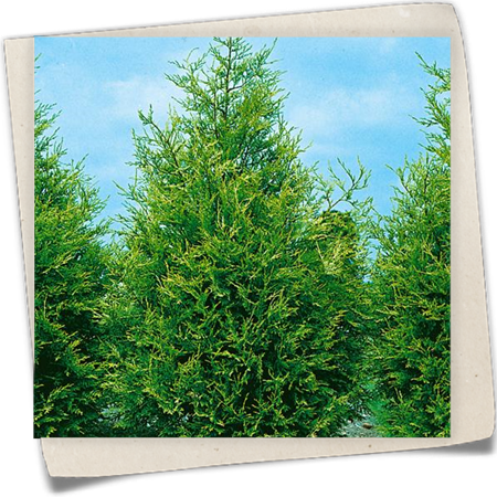 Leyland-Zypresse 'Green Spire' Leyland-Zypresse 'Green Spire'