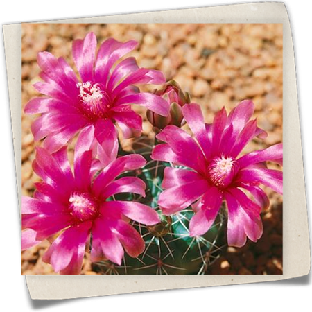 Gymnocalycium  Gymnocalycium