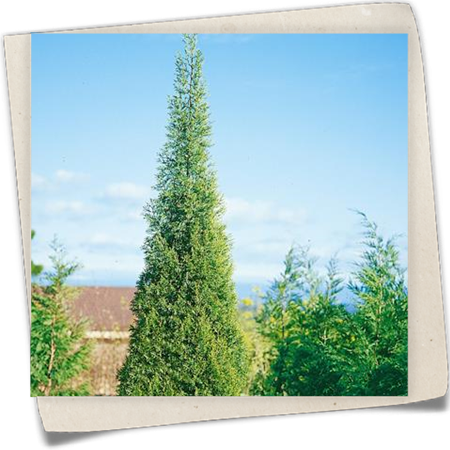 Leyland-Zypresse 'Pyramidalis' Leyland-Zypresse 'Pyramidalis'