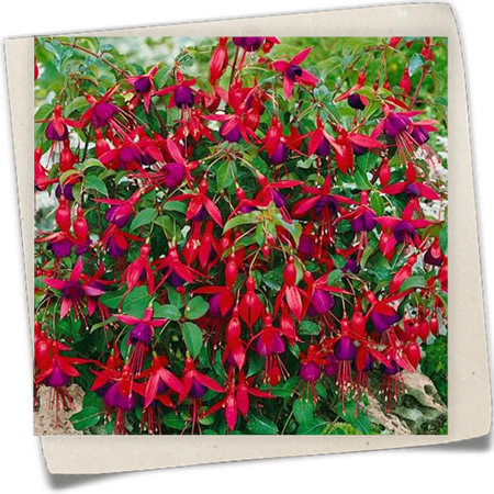 Garten-Fuchsie 'Mrs. Popple' Garten-Fuchsie 'Mrs. Popple'