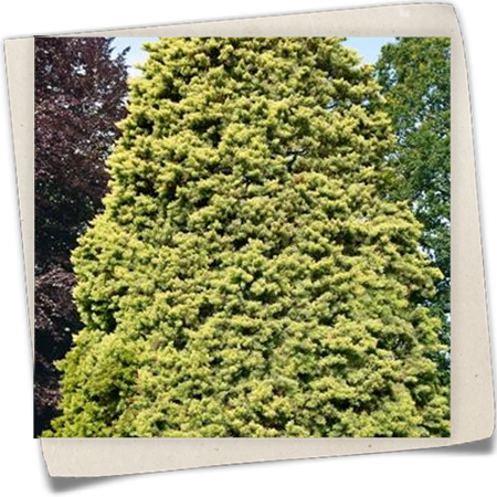 Arizona-Zypresse 'Fastigiata Aurea' Arizona-Zypresse 'Fastigiata Aurea'