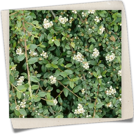 Zwergmispel 'Queen of Carpets' Zwergmispel 'Queen of Carpets'