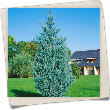 Blaue Säulen-Arizona-Zypresse 'Fastigiata Glauca' Blaue Säulen-Arizona-Zypresse 'Fastigiata Glauca'