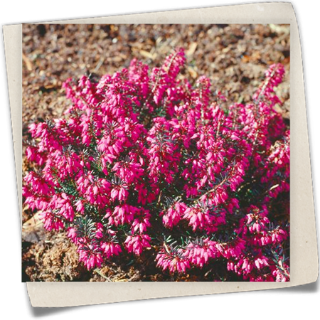 Schneeheide 'Wintersonne' Schneeheide 'Wintersonne'