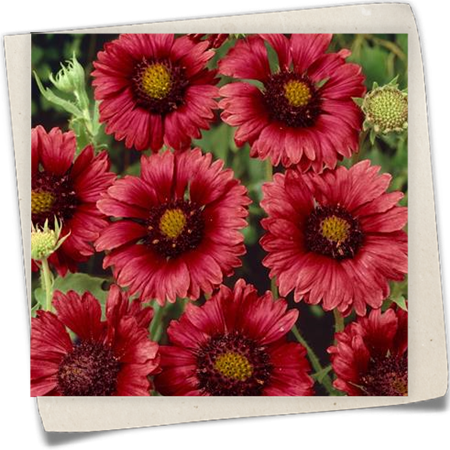 Einjährige Kokardenblume 'Sunburst Red'® Einjährige Kokardenblume 'Sunburst Red'®