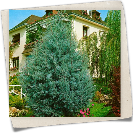 Blaue Arizona-Zypresse 'Glauca' Blaue Arizona-Zypresse 'Glauca'