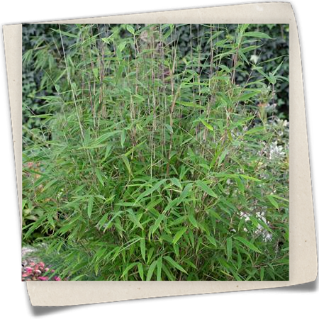 Bambus 'Great Wall' Bambus 'Great Wall'