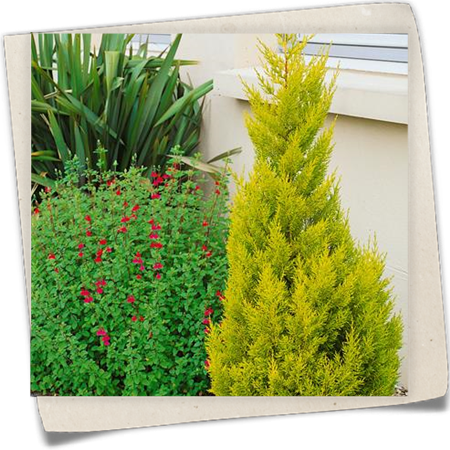 Zimmerzypresse Zimmerzypresse