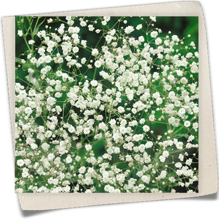 Garten-Schleierkraut 'Perlenpracht' Garten-Schleierkraut 'Perlenpracht'