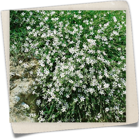 Zwerg-Schleierkraut 'Alba' Zwerg-Schleierkraut 'Alba'