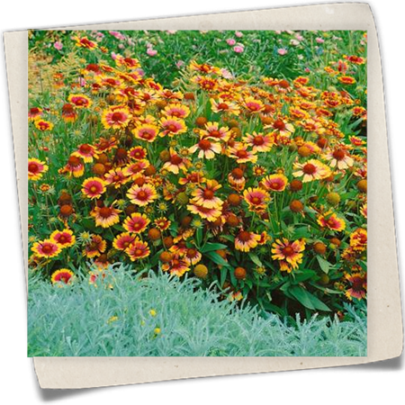 Großblumige Kokardenblume Großblumige Kokardenblume