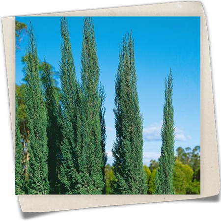 Mittelmeerzypresse Mittelmeerzypresse