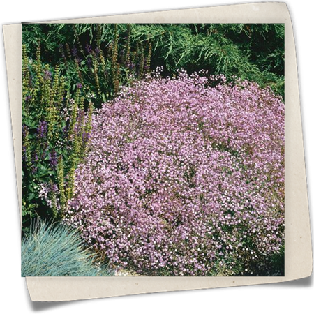 Garten-Schleierkraut 'Rosenschleier' Garten-Schleierkraut 'Rosenschleier'