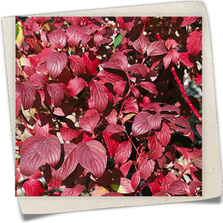 Sibirischer Hartriegel 'Baton Rouge'® Sibirischer Hartriegel 'Baton Rouge'®