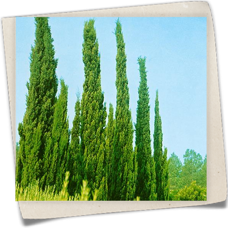 Echte Säulenzypresse 'Pyramidalis' Echte Säulenzypresse 'Pyramidalis'