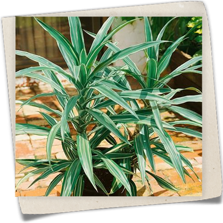 Drachenbaum 'Warneckii' Drachenbaum 'Warneckii'