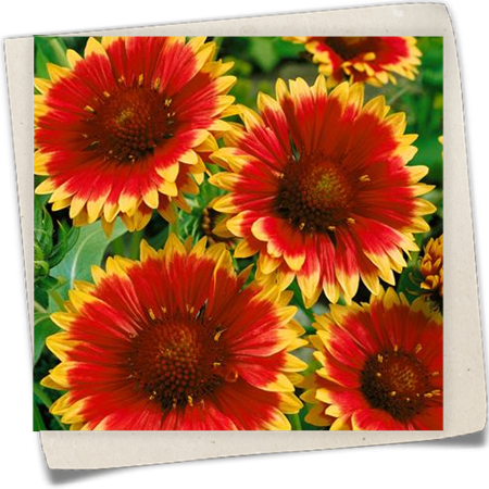 Großblumige Garten-Kokardenblume 'Dazzler' Großblumige Garten-Kokardenblume 'Dazzler'