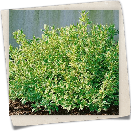 Hartriegel 'Ivory Halo'® Hartriegel 'Ivory Halo'®